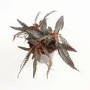 Piilea Hitchcockii 10,5Ø 15cm