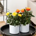 Potiroos Dolc'Amore 12Ø 25cm