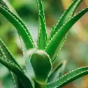 Puis-aaloe 10,5Ø 20-25cm