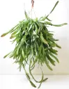 Punakas keekaktus 'Quazaltecus' P21/80cm