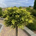 Randkadakas 'Sunflower' 40-55cm C5