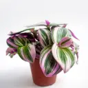 Roheline tradeskantsia Nanouk  5,5Ø 7cm