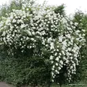 Rohkeõieline kibuvits C3 35cm