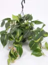 Roniv filodendron 'Brasil' P15/40cm