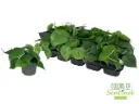 Roniv filodendron P12/20cm