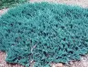 Roomav kadakas 'Blue Chip' C2 30/+CM