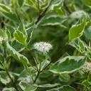 Siberi kontpuu 'Elegantissima'C7,5