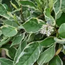 Siberi kontpuu 'Sibirica Variegata' P19 40-50 CM
