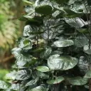 Sokotra tarasarik 'Fabian' P17/60cm