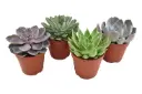 Soomuslehik valik P10,5/12cm