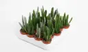 Stapeelia valik P8,5/20cm