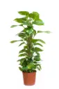 Sulgjas nõelköis t P27/160cm