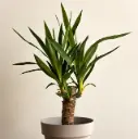 Tääkliilia P12/50cm