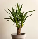Tääkliilia P14/55cm