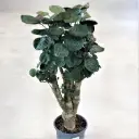 Tarasarik SÜDA  12Ø 45cm