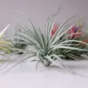 Tillandsia 'Air Plants MIX'  4Ø 4cm