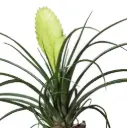 Tillandsia valik  8Ø 10cm
