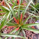 Tillandsia valik 5,5/25