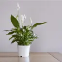Tõlvlehik 'Sweet Lauretta' P21/90cm