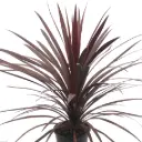 Tõlvpuu Variegata P13/50cm