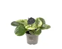 Tömbilehine peperoomia Green Gold 15Ø 25cm