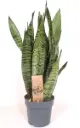 Tseiloni havisaba P14/50cm