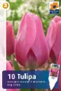 Tulp 'Big Love' 6tk 11/12