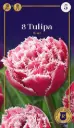 Tulp 'Brest' 6tk 12/+