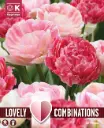 Tulp 'Duopack SWEET PINK MIX' 12tk 11/12