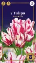 Tulp 'Flaming Club' 6tk 12/+