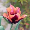 Tulp 'Muvota / Slawa' 6tk 11/12