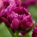 Tulp 'Negrita Double' 6tk 11/12