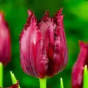 Tulp 'Pacific Pearl' 6tk 11/12