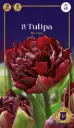 Tulp 'Palmyra' 6tk 12/+