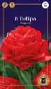 Tulp 'Pamplona' 6tk 12/+