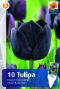Tulp 'Paul Scherer' 6tk 11/12