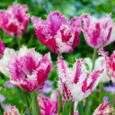 Tulp 'Purple Circus' 6tk 11/12