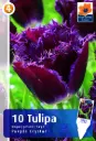 Tulp 'Purple Crystal' 6tk 11/12