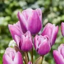 Tulp 'Purple Elegance' 6tk 12/+