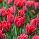 Tulp 'Red Foxtrot' 6tk 11/12
