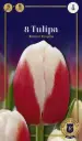 Tulp 'Roman Empire' 6tk 12/+