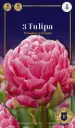 Tulp 'Strawberry Cream' 3tk 12/+