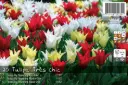 Tulp 'Très Chic' mix 12tk 11/12