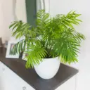 Vääris-mägipalm P14/55cm