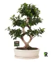 Väikeseviljaline viigipuu Ginseng P30/90cm