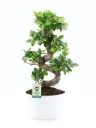 Väikeseviljaline viigipuu Ginseng P28/75cm