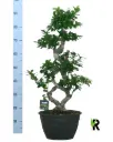 Väikeseviljaline viigipuu'Ginseng' 8-type P30/95cm
