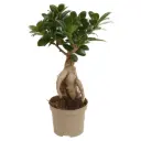 Väikeseviljaline viigipuu'Ginseng' 9Ø 30cm