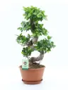 Väikeseviljaline viigipuu'Ginseng' S-type 27Ø 70cm