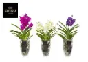 Vanda 'Charlotte ' mix 14Ø 60cm